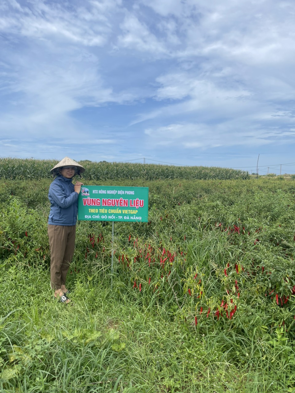 Đánh thức tiềm năng ớt Gò Nổi